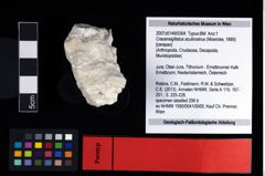 NHMW-GEO-2007z0149-0364_Ol_02.tifCracensigillatus acutirostrus (Moericke, 1889)  (NHMW-GEO-2007z0149-0364)